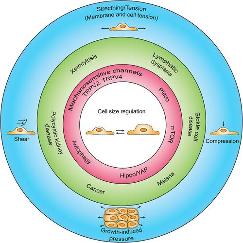 To squeeze or not: Regulation of cell size by mechanical forces in development and human diseases