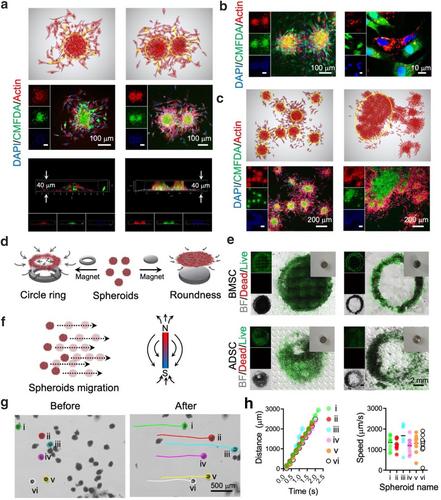 Magnetic hydroxyapatite nanobelt-stem cell hybrid spheroids for remotely patterning bone tissues