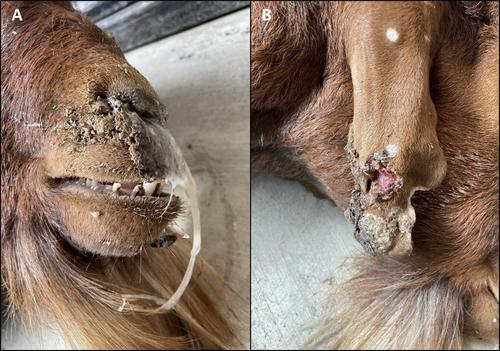 A novel case of cutaneous, nasal and systemic fusariosis in a goat