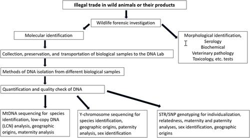 Review: Wildlife forensic genetics—Biological evidence, DNA markers, analytical approaches, and challenges