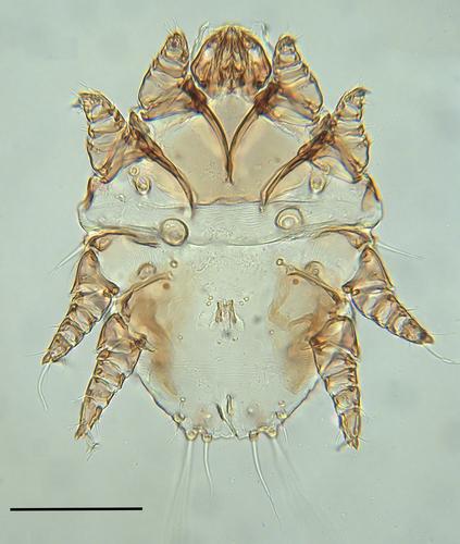 A record of the parasitic mite Hemimyialges macdonaldi (Evans et al. 1963) (Acari: Epidermoptidae) in the Orange-bellied Parrot Neophema chrysogaster (Latham, 1790) (Psittaciformes: Psittaculidae) in Australia