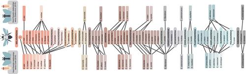 Phylogenomic species delimitation of the twisted-winged parasite genus Stylops (Strepsiptera)