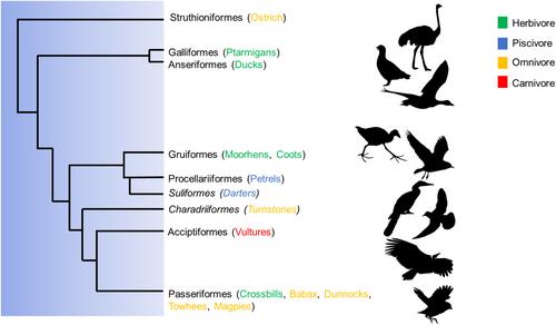 Impacts of coprophagic foraging behaviour on the avian gut microbiome