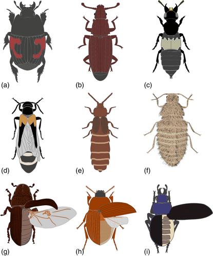 When a key innovation becomes redundant: Patterns, drivers and consequences of elytral reduction in Coleoptera