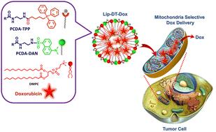 Engineered triphenylphosphonium-based, mitochondrial-targeted liposomal drug delivery system facilitates cancer cell killing actions of chemotherapeutics†