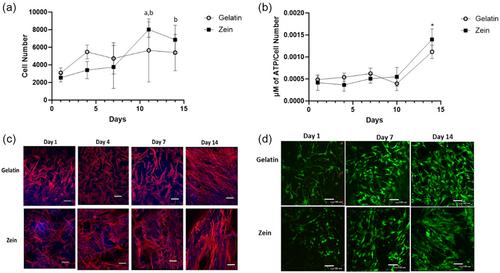 Plant-Derived Zein as an Alternative to Animal-Derived Gelatin for Use as a Tissue Engineering Scaffold