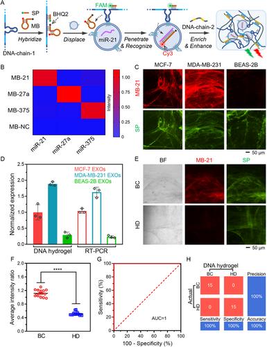 Advances in Rolling Circle Amplification (RCA)-Based DNA-Functional Materials for Cancer Diagnosis and Therapy