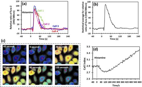 Electrochemical cellular biosensor combined with fluorescence microscopy: An investigation of subtle changes in response of cells to a drug