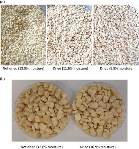 Reduction in rancidity development in fortified whole-grain maize meal by hot-air drying of the grain