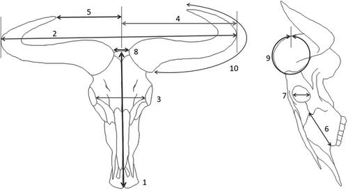 Allometry, asymmetry and sexual dimorphism in blue wildebeest (Connochaetes taurinus)