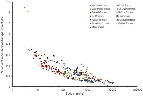 Maintaining the avian wing aerofoil: Relationships between the number of primary and secondary flight feathers and under-lying skeletal size in birds