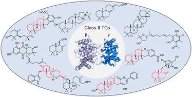 Class II terpene cyclases: structures, mechanisms, and engineering