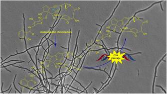 Chemistry and biology of specialized metabolites produced by Actinomadura