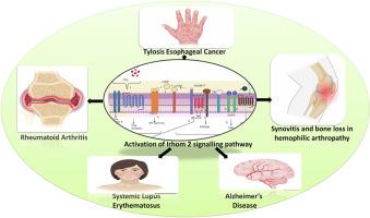 Mechanistic insight on the role of iRhom2-TNF-α-BAFF signaling pathway in various autoimmune disorders