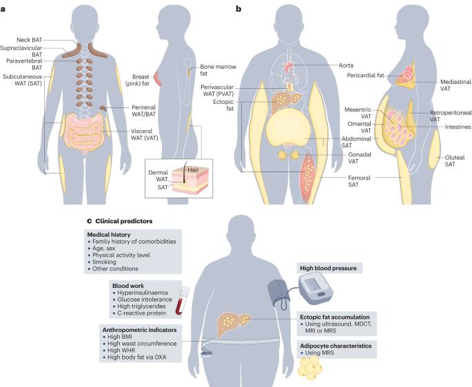 White adipocyte dysfunction and obesity-associated pathologies in humans