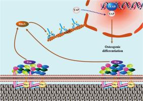 Micro/nano topological modification of TiO2 nanotubes activates Thy-1 signaling to control osteogenic differentiation of stem cells