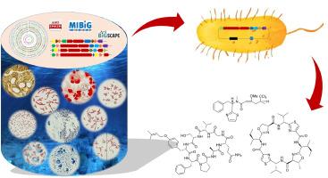 Heterologous expression facilitates the discovery and characterization of marine microbial natural products