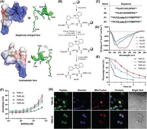 Development of stapled NONO-associated peptides reveals unexpected cell permeability and nuclear localisation