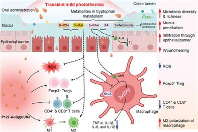 Transient Mild Photothermia Improves Therapeutic Performance of Oral Nanomedicines with Enhanced Accumulation in the Colitis Mucosa