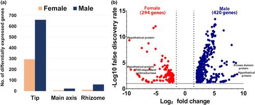 Identification of reproductive sex-biased gene expression in Asparagopsis taxiformis (lineage 6) gametophytes