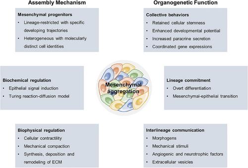 Harnessing mesenchymal aggregation for engineered organ-level regeneration: Recent progress and perspective