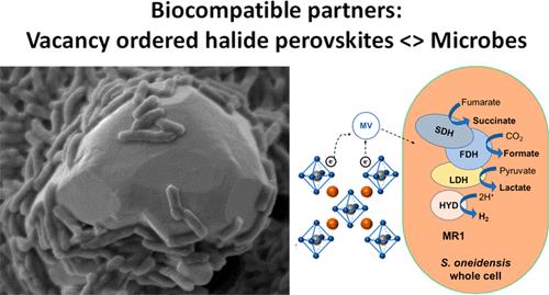 Biocompatible Cs2PtX6 (X = Cl, Br, I) Vacancy Ordered Perovskites and Shewanella oneidensis MR-1 Bacteria Hybrid for Potential Photocatalytic Solar Fuel Production