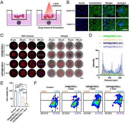 A red blood cell-derived bionic microrobot capable of hierarchically adapting to five critical stages in systemic drug delivery