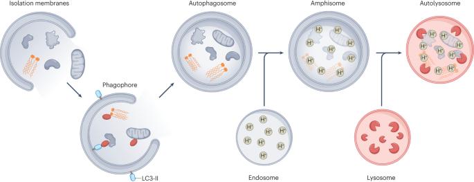 Viruses and autophagy: bend, but don’t break