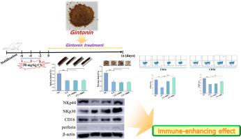 Gintonin upregulates cytokine production and expression of NKp30, NKp44 and NKp44 related to natural killer cell activity on immunosuppressive rat