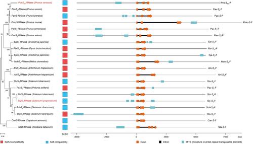 Transposable elements cause the loss of self-incompatibility in citrus