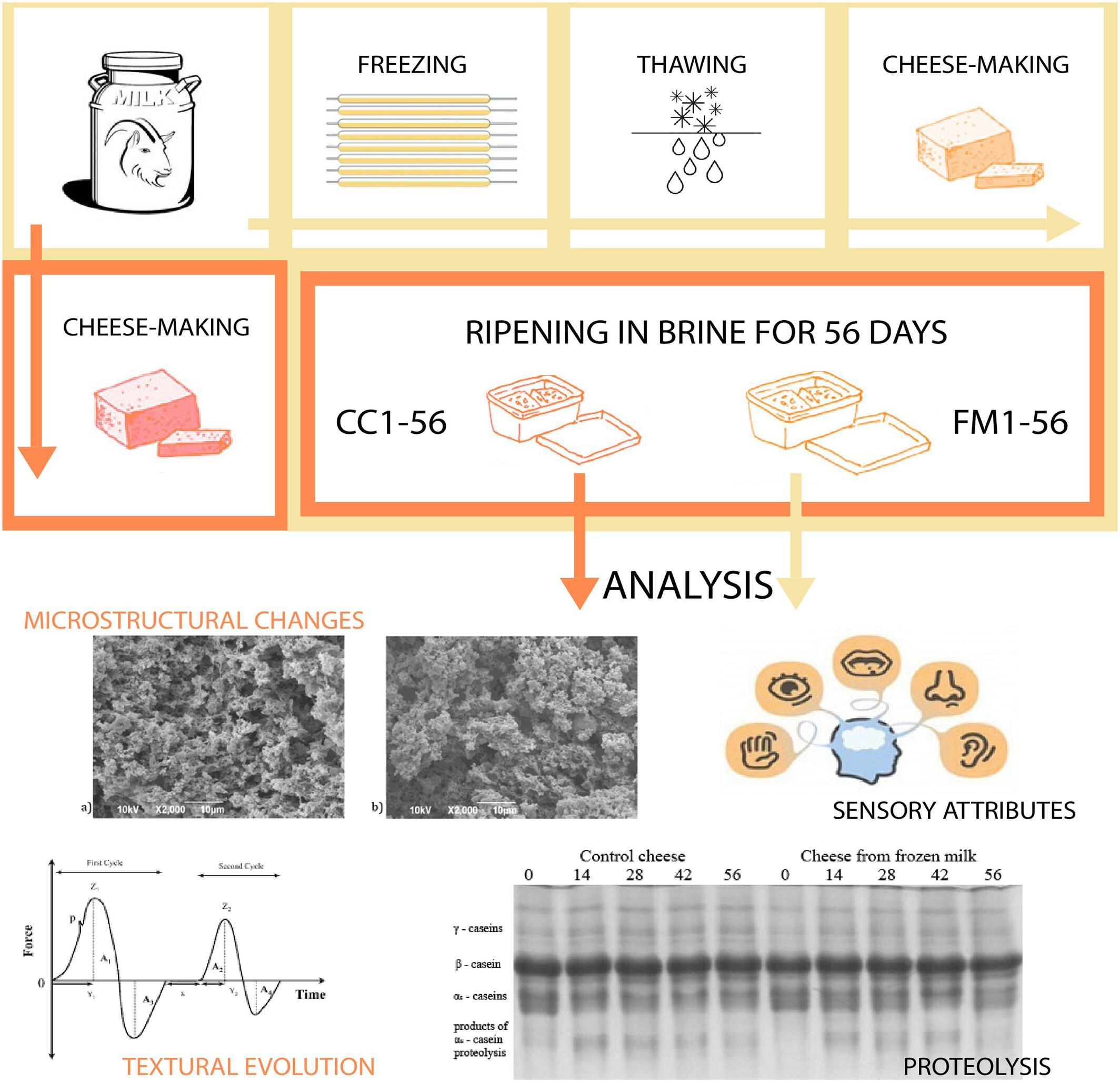 Insights into proteolysis, textural evolution, microstructural changes and sensory attributes of white brined cheese from frozen-stored caprine milk