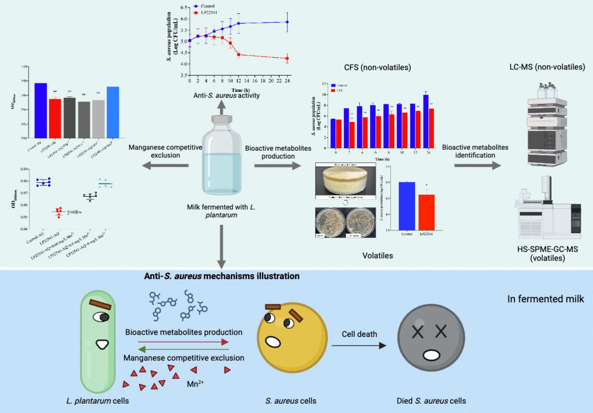 Unravelling the anti-Staphylococcus aureus mechanisms of Lactiplantibacillus plantarum LP22541 in fermented milk through metabolites production and competitive exclusion