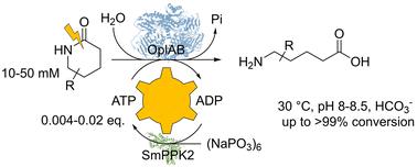 Mild hydrolysis of chemically stable valerolactams by a biocatalytic ATP-dependent system fueled by metaphosphate†