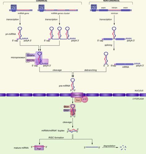 Neutrophil microRNAs