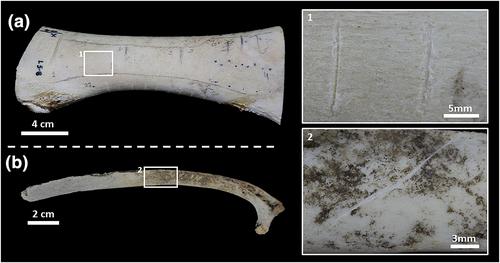 Cumulative effect of high-resolution silicone moulds on the morphology of cut marks