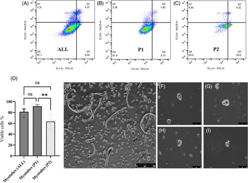 Fluorescent characterization of differentiated myotubes using flow cytometry