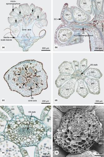 The structure and vasculature in pollen cones of Taxus (Taxaceae, Gymnospermae) and its evolutionary significance