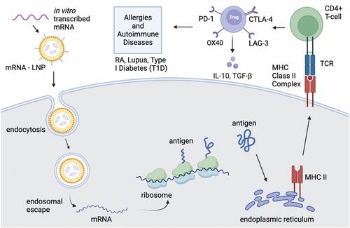 Antigen-specific mRNA lipid nanoparticle platforms for the prevention and treatment of allergy and autoimmune diseases