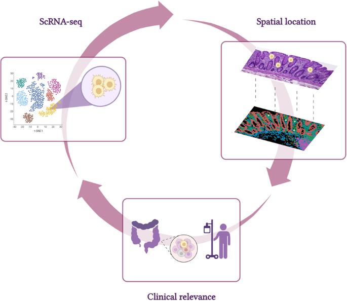 Uncovering intestinal macrophages through the integration of single-cell and spatial transcriptomics