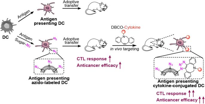 Spotlight—author’s view for “Metabolic glycan labeling immobilizes dendritic cell membrane and enhances antitumorefficacy of dendritic cell vaccine”