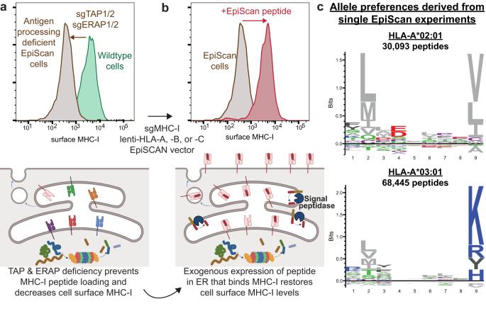 The genomics revolution comes to the immunopeptidome