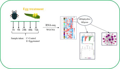 Temporal transcriptomic changes in willow leaves oviposited by Plagiodera versicolora