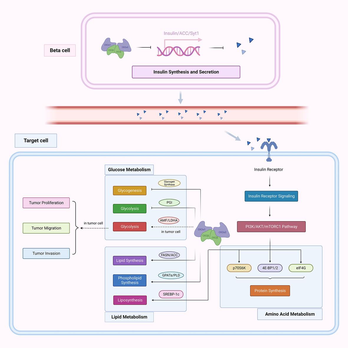 Protein kinase CK2: An emerging regulator of cellular metabolism