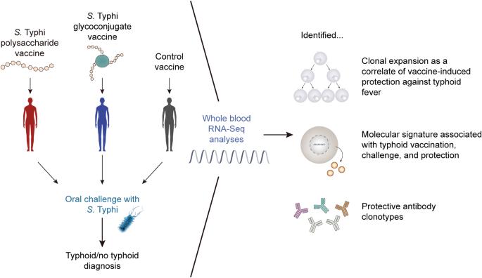 Spotlight on systems vaccinology: a novel approach to elucidate correlates of protection