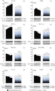 Ethylmethylhydroxypyridine Succinate Limits Stress-Induced Neuroinflammation in the Cerebral Cortex of Old Rats