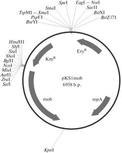 A Conjugation Vector Delivery System for Molecular Cloning into Cells of Bacteria of the Genus Bacillus