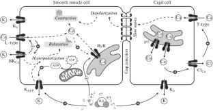 Effect of Hydrogen Sulphide on Spontaneous Contractions of the Rat Jejunum: Role of KV, KCa, and Kir Channels