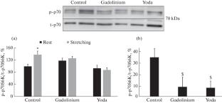 Role of Piezo1 Channels in Mechano-Anabolic Coupling in Rat Soleus Muscle