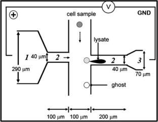 Microfluidic technology for cell biology–related applications: a review