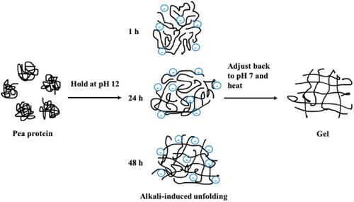 On treatment options to improve the functionality of pea protein